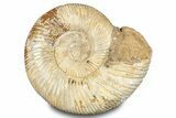 Polished Jurassic Ammonite (Perisphinctes) - Madagascar #283210-1